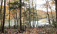 Old Glebe Point Road - Betts Mill Creek